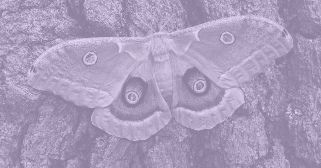light purple moth on bark