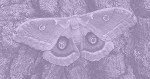light purple moth on bark