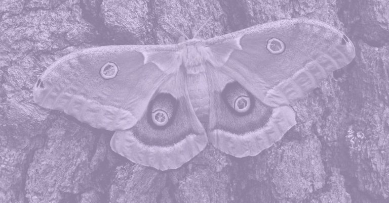light purple moth on bark