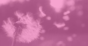 dandelion blowing in the wind
