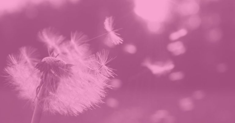 dandelion blowing in the wind