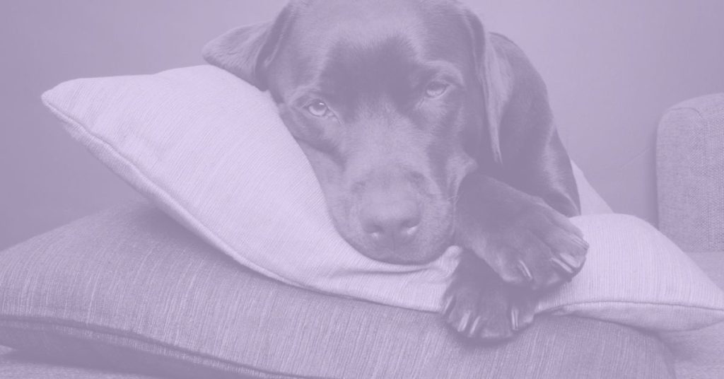 dog resting on pillows