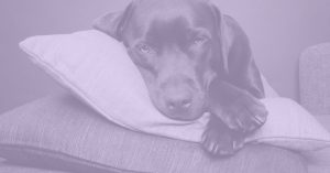 dog resting on pillows