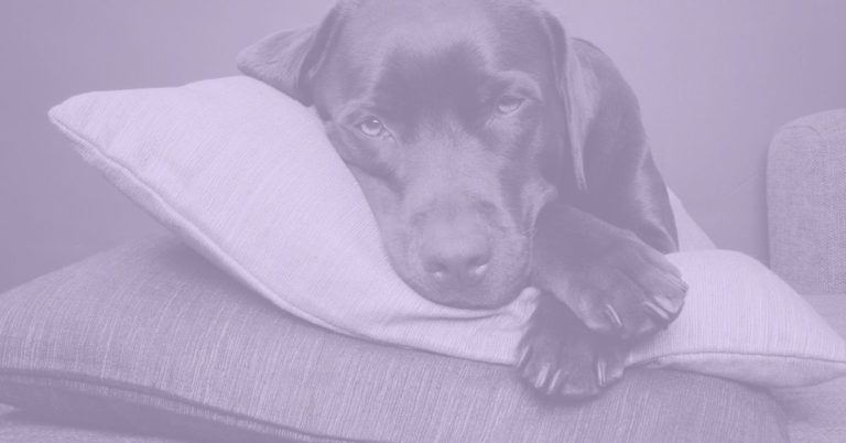 dog resting on pillows